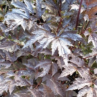 Actaea simplex 'Brunette'